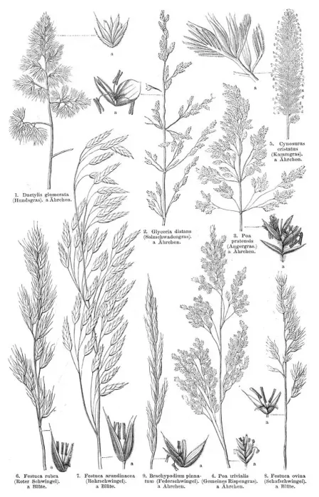 Framed Print : Grass engraving 1895 Framed Print : Grass engraving 1895