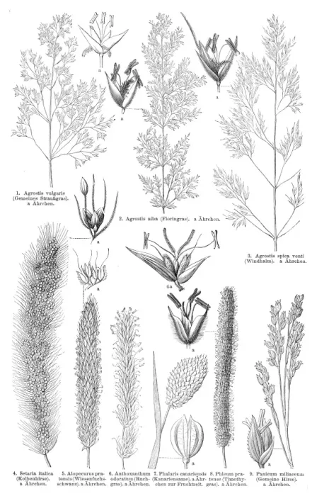 Framed Print : Grass engraving 1895 Framed Print : Grass engraving 1895