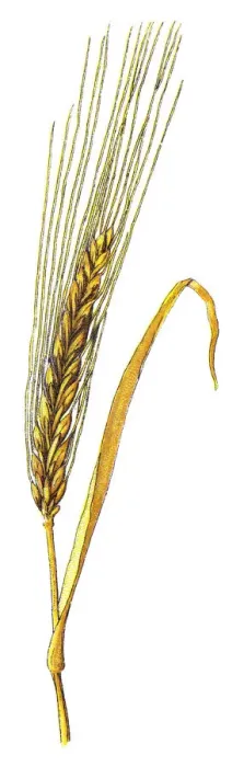 Framed Print : grass family, cereal grain, grain Framed Print : grass family, cereal grain, grain