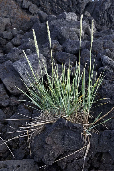 Grass growing on lava, Buoir or Faskruosfjoerour, Snaefellsnes, Snaefellsness, Iceland, Europe