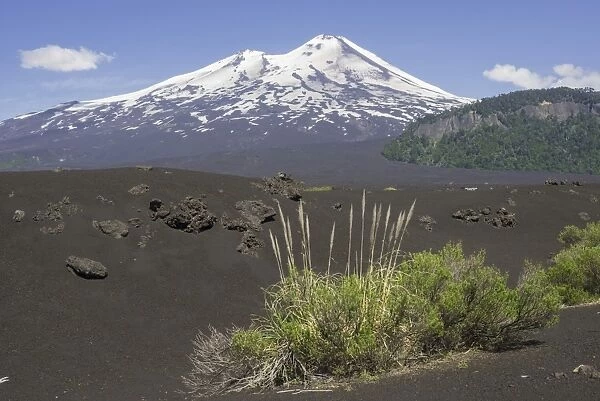 Grass on lava ash and Llaima volcano, Conguillio National Park, Melipeuco, Araucania Region, Chile
