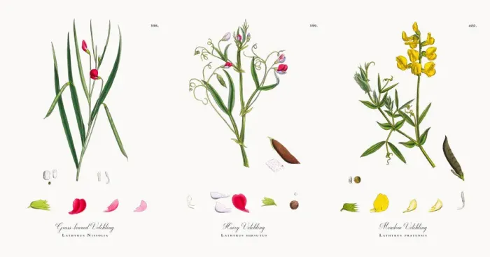 Framed Print : Grass-leaved Vetchling, Lathyrus Nissolia, Victorian Botanical Illustration, 1863 Framed Print : Grass-leaved Vetchling, Lathyrus Nissolia, Victorian Botanical Illustration, 1863