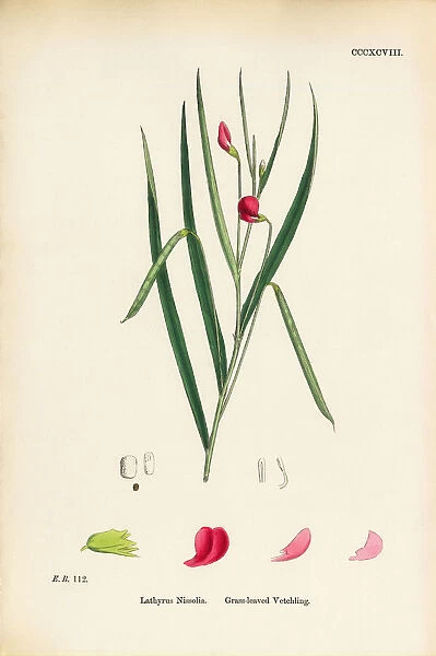 Grass-leaved Vetchling, Lathyrus Nissolia, Victorian Botanical Illustration, 1863
