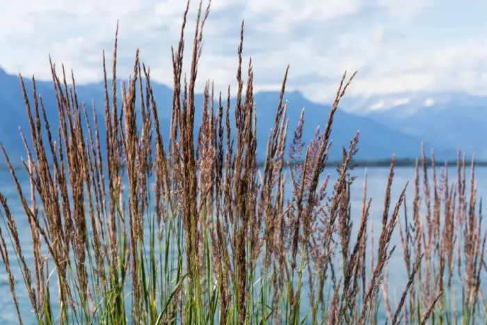 Framed Print : Grass against mountains and lake Geneva from the Embankment in Montreux. Switzerland Framed Print : Grass against mountains and lake Geneva from the Embankment in Montreux. Switzerland