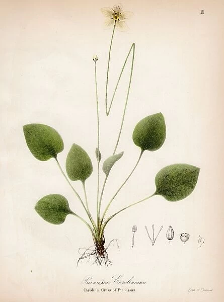 Grass of Parnassus botanical engraving 1843