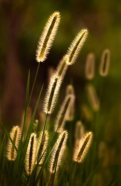 Grass plumes dancing in the sunset light