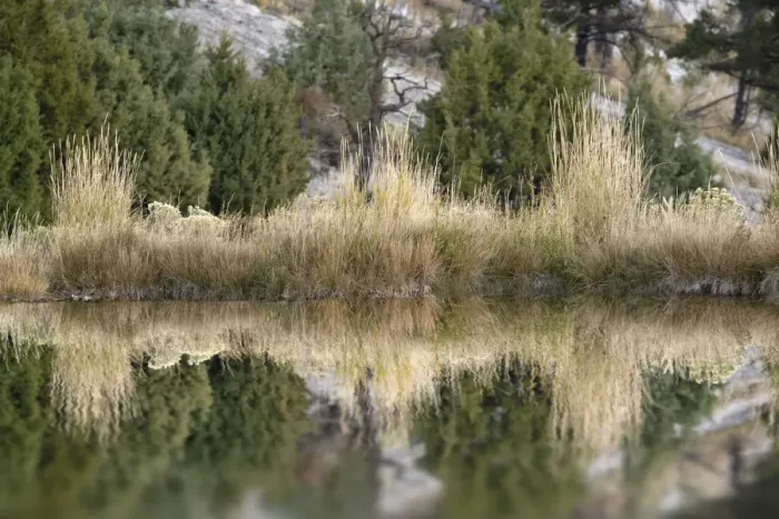Framed Print : Grass reflection, Canary Spring, Yellowstone National Park, Montana, Wyoming, USA Framed Print : Grass reflection, Canary Spring, Yellowstone National Park, Montana, Wyoming, USA