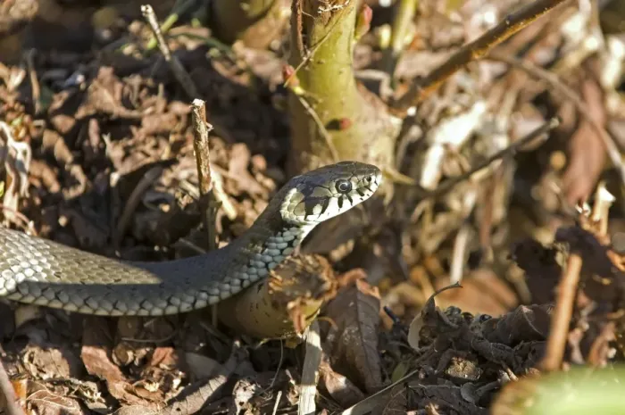 Framed Print : Grass snake (Natrix natrix) Framed Print : Grass snake (Natrix natrix)