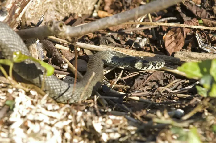 Framed Print : Grass snake (Natrix natrix) Framed Print : Grass snake (Natrix natrix)