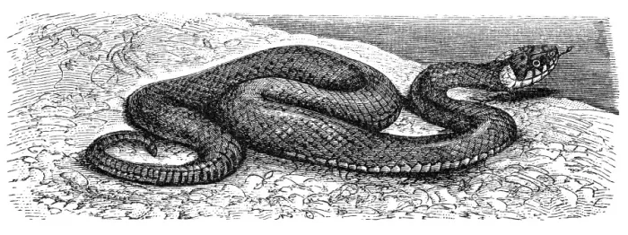 Framed Print : The grass snake (Natrix natrix) Framed Print : The grass snake (Natrix natrix)