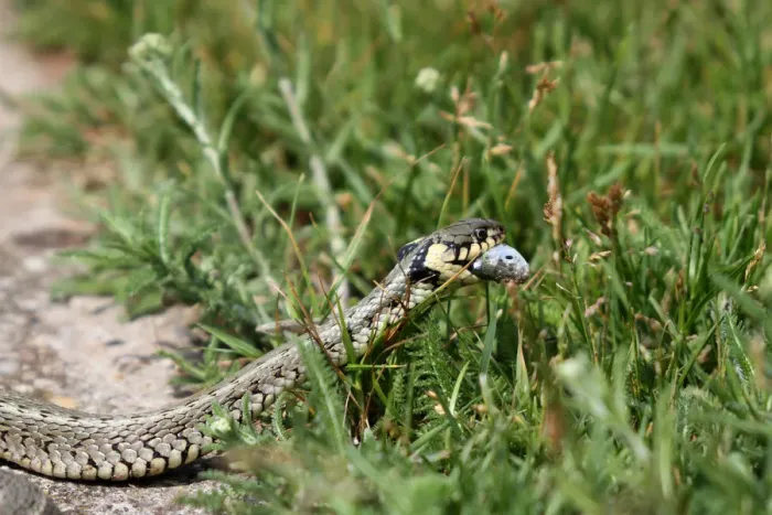 Framed Print : Grass snake -Natrix natrix- with a captured Belica or Moderlieschen -Leucaspius delineatus-, Lake Balaton, Hungary, Europe Framed Print : Grass snake -Natrix natrix- with a captured Belica or Moderlieschen -Leucaspius delineatus-, Lake Balaton, Hungary, Europe