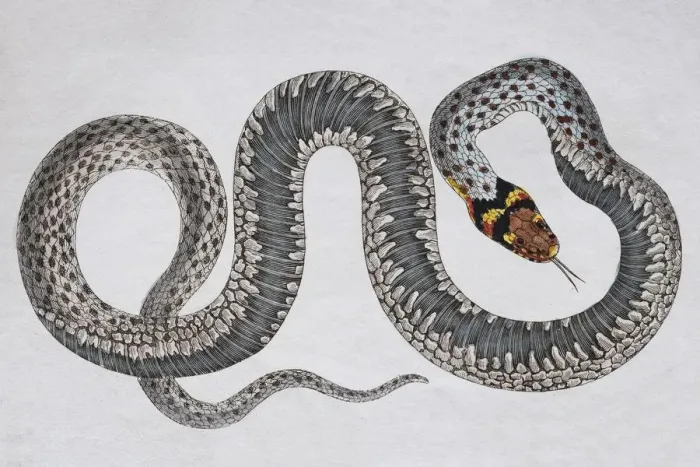 Framed Print : Grass snake (Natrix Natrix), hand-coloured copperplate engraving from Friedrich Justin Framed Print : Grass snake (Natrix Natrix), hand-coloured copperplate engraving from Friedrich Justin