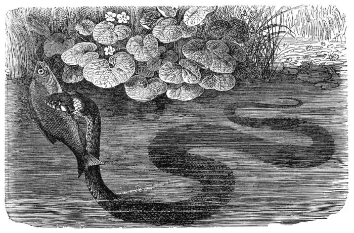 Framed Print : Grass snake (Natrix natrix), ringed snake or water snake Framed Print : Grass snake (Natrix natrix), ringed snake or water snake