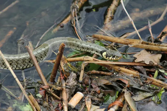 Framed Print : Grass snake -Natrix natrix- in the water, Lake Balaton, Hungary, Europe Framed Print : Grass snake -Natrix natrix- in the water, Lake Balaton, Hungary, Europe