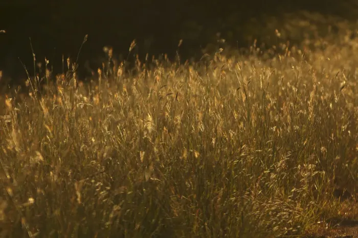 Framed Print : Grass at sunset, Kruger National Park, South Africa