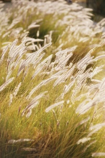 Grasses with backlighting