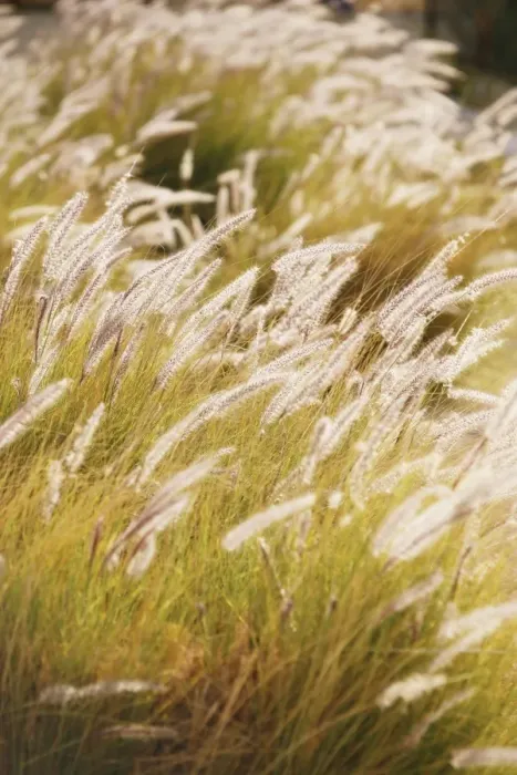 Framed Print : Grasses with backlighting Framed Print : Grasses with backlighting