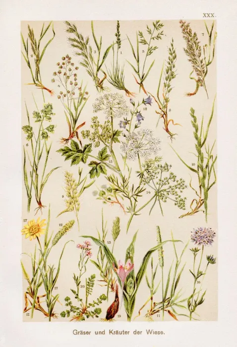 Framed Print : Grasses Chromolithography 1899 Framed Print : Grasses Chromolithography 1899