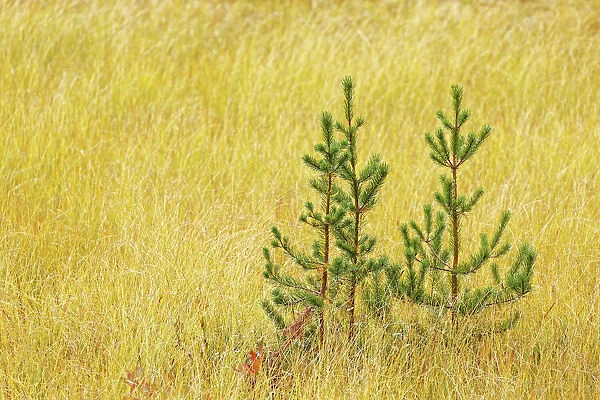 Grasses and small conifer trees, Upper Peninsula of Michigan, USA