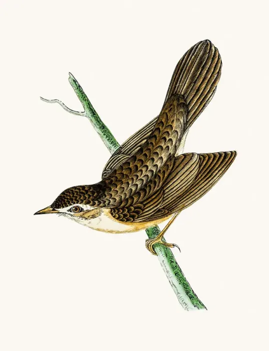 Framed Print : Grasshoper warbler