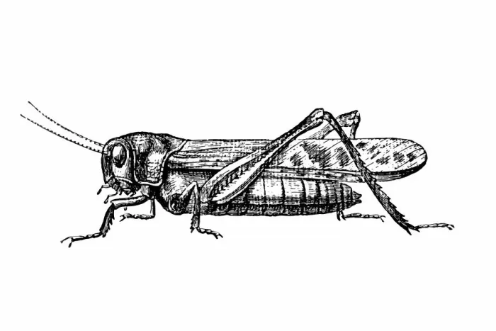 Framed Print : Grasshopper Framed Print : Grasshopper