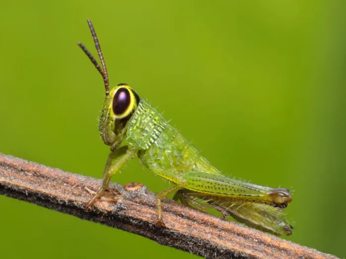 Framed Print : Grasshopper Framed Print : Grasshopper