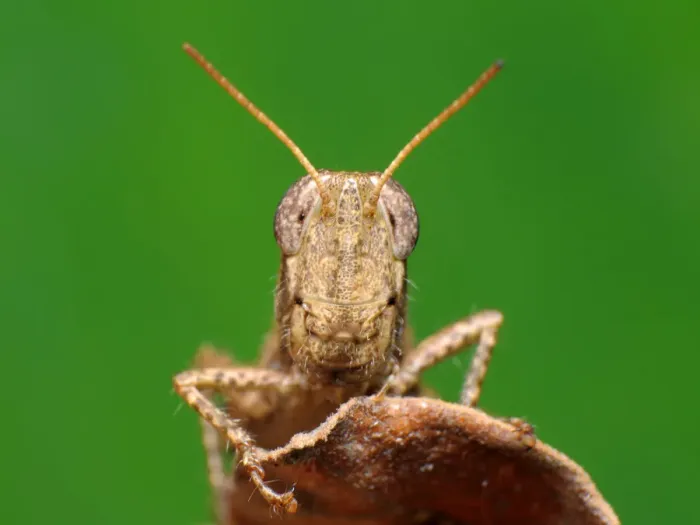 Framed Print : Grasshopper Framed Print : Grasshopper