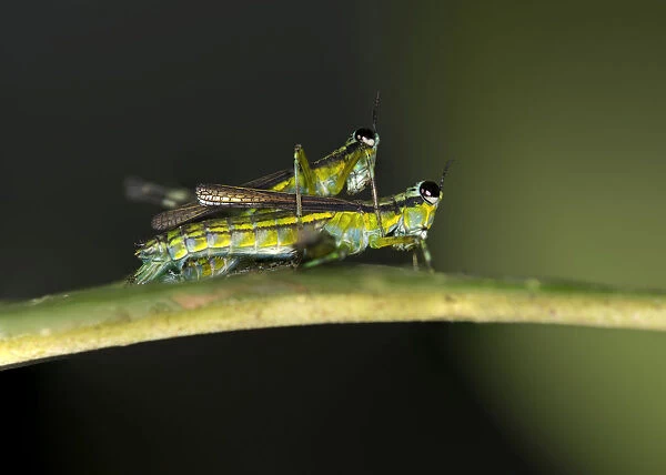 Grasshopper of the genus Eumastax mating, Tambopata National Reserve, Madre de Dios region, Peru