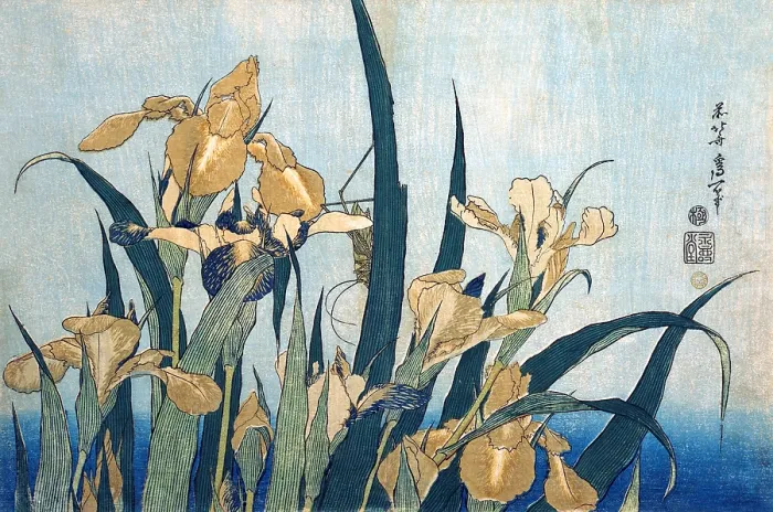 Framed Print : Grasshopper & Irises Framed Print : Grasshopper & Irises