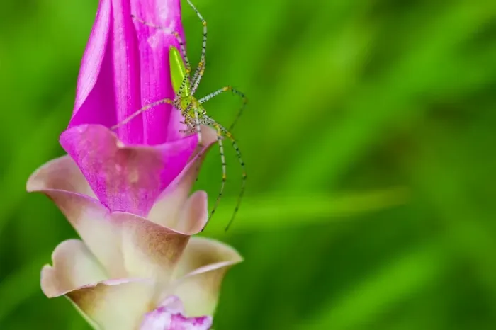 Framed Print : A grasshopper and Siam Tulip Framed Print : A grasshopper and Siam Tulip