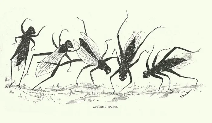 Framed Print : Grasshopper Vintage Illustration Framed Print : Grasshopper Vintage Illustration