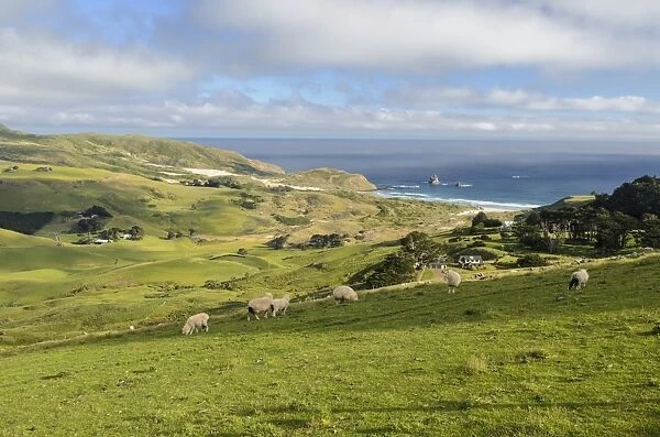 Grassland and the beach of Sandfly Bay, Otago Peninsula, South Island, New Zealand, Oceania