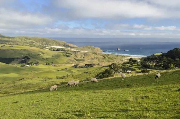 Framed Print : Grassland and the beach of Sandfly Bay, Otago Peninsula, South Island, New Zealand, Oceania Framed Print : Grassland and the beach of Sandfly Bay, Otago Peninsula, South Island, New Zealand, Oceania