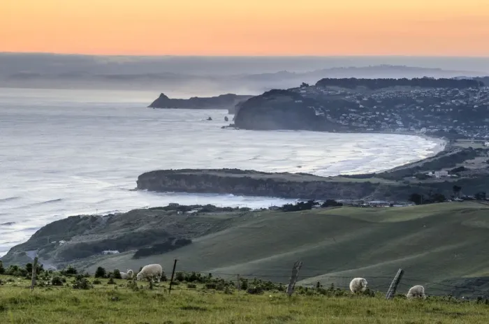Framed Print : Grassland with sheep, Dunedin Beach at the back, Dunedin, Otago Peninsula, South Island, New Zealand, Oceania Framed Print : Grassland with sheep, Dunedin Beach at the back, Dunedin, Otago Peninsula, South Island, New Zealand, Oceania