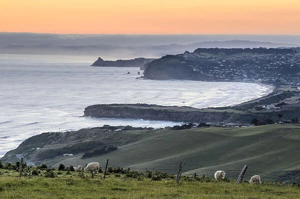 Grassland with sheep, Dunedin Beach at the back, Dunedin, Otago Peninsula, South Island, New Zealand, Oceania