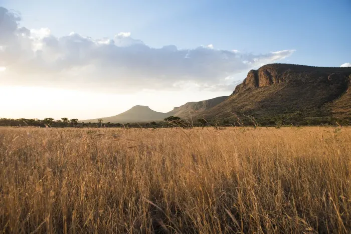 Framed Print : Grasslands and mountains at sunset, Marataba Private Game Reserve, Limpopo, South Africa Framed Print : Grasslands and mountains at sunset, Marataba Private Game Reserve, Limpopo, South Africa