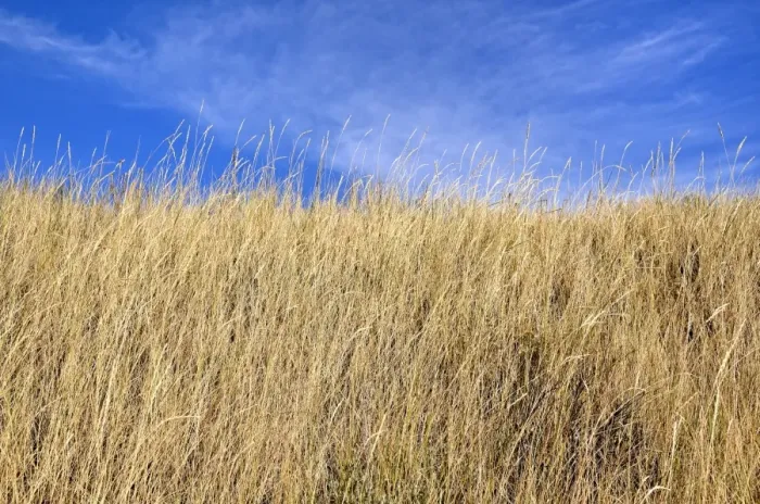 Framed Print : Grassy slope, Black Canyon of the Gunnison National Park, Gunnison, Colorado, USA Framed Print : Grassy slope, Black Canyon of the Gunnison National Park, Gunnison, Colorado, USA