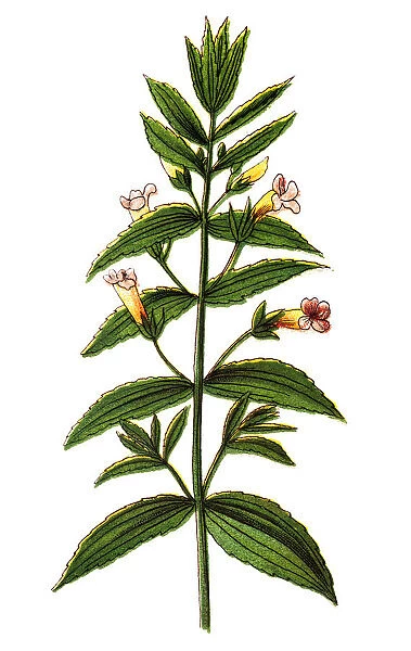 Gratiola officinalis, the gratiole, common hedgehyssop or herb of grace