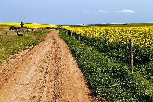A gravel farm road fringed with green grass leading through the contrasting yellow flowering canola field, Swellendam, Western Cape Province, South Africa