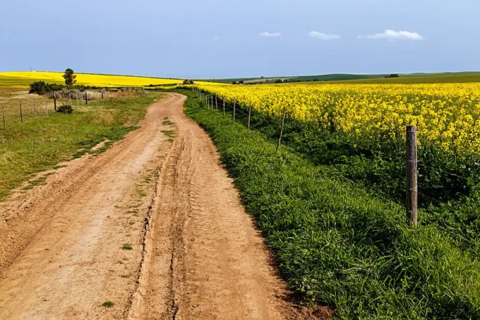 Framed Print : A gravel farm road fringed with green grass leading through the contrasting yellow flowering canola field, Swellendam, Western Cape Province, South Africa Framed Print : A gravel farm road fringed with green grass leading through the contrasting yellow flowering canola field, Swellendam, Western Cape Province, South Africa