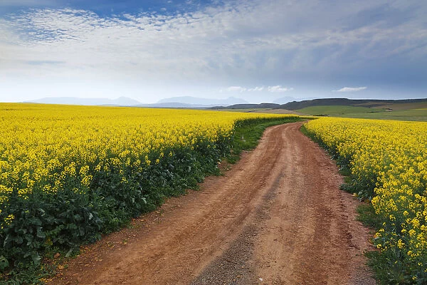 Gravel road winding through the flowering yellow Canola fields under a cloudy sky, Swellendam area, Western Cape Province, South Africa