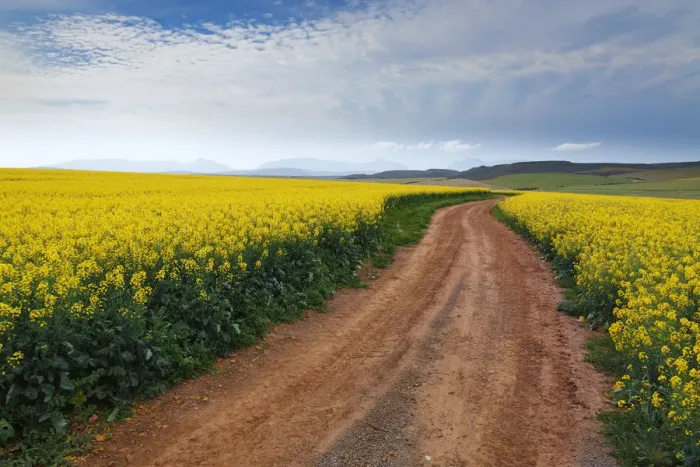 Framed Print : Gravel road winding through the flowering yellow Canola fields under a cloudy sky, Swellendam area, Western Cape Province, South Africa Framed Print : Gravel road winding through the flowering yellow Canola fields under a cloudy sky, Swellendam area, Western Cape Province, South Africa