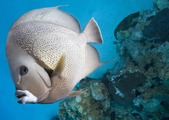 Framed Print : Gray Angelfish (Pomacanthus arcuatus) swimming near coral reef Framed Print : Gray Angelfish (Pomacanthus arcuatus) swimming near coral reef