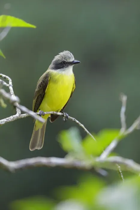 Framed Print : Gray-capped Flycatcher Framed Print : Gray-capped Flycatcher