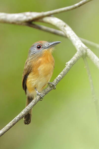 Gray-cheeked Nunlet (Nonnula frontalis)