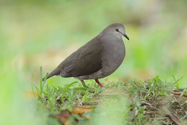 Gray-chested Dove Caribbean race