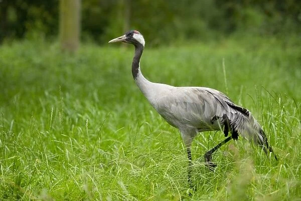 Gray common crane -Grus grus-, adult, Lower Saxony, Germany