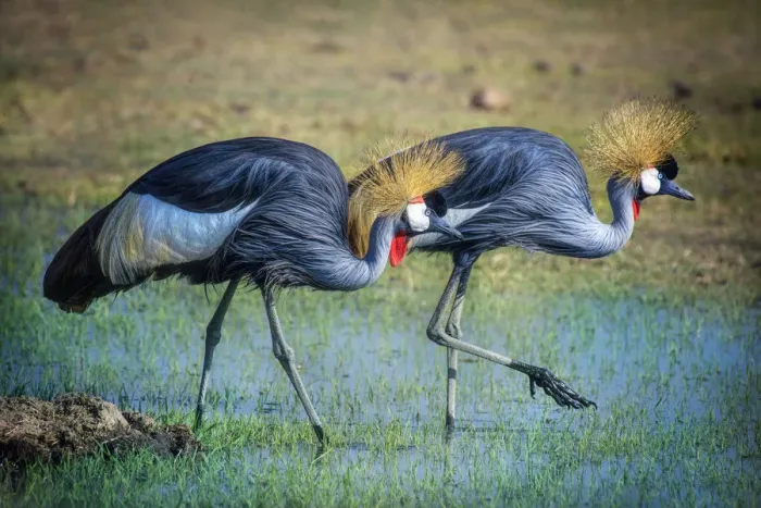 Framed Print : Two Gray Crowned Crane Walking in Pretty Green Grass and Water at Amboseli National Park