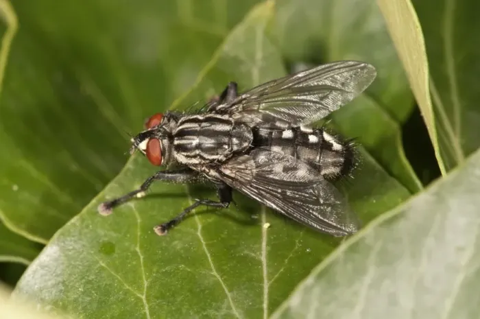 Framed Print : Gray Flesh Fly -Sarcophaga carnaria- Untergroeningen, Baden-Wuerttemberg, Germany, Europe