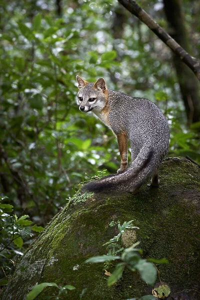 Gray Fox (Urocyon cinereoargenteus) resting on boulder near the Monteverde